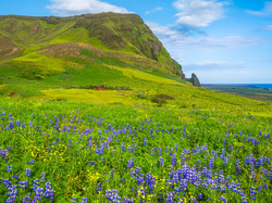 Islandia, Morze, Góry, Kwiaty, Łubin, Łąka, Vik
