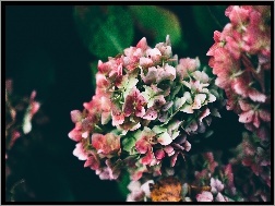 Kwiaty, Hortensja