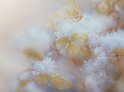 Śnieg, Hortensji, Kwiaty, Hortensja