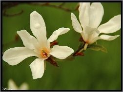 Kwiaty, Magnolia Japońska, Białe