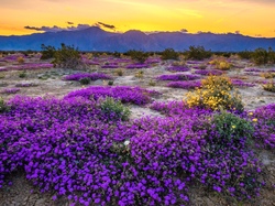 Kwiaty, Stany Zjednoczone, Góry, Park Stanowy Anza Borrego, Kalifornia, Krzewy
