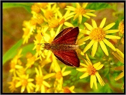 Kwiaty, Motyl, Karłątek kniejnik