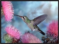 Koliber, Kwiaty, Ostu