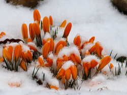 Śnieg, Krokusy, Kwiaty, Pomarańczowe
