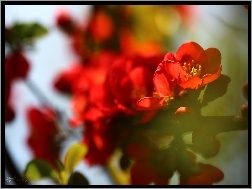 Kwiaty, Pigwowiec Japoński, Krzew, Czerwone