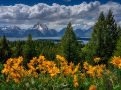 Las, Góry Teton Range, Łąka, Stany Zjednoczone, Balsamorhiza, Kwiaty, Park Narodowy Grand Teton, Drzewa