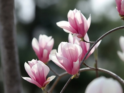 Magnolie, Biało-różowe, Kwiaty
