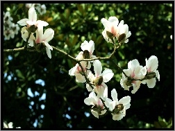 Magnolii, Kwiaty, Białej