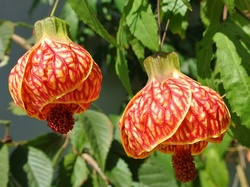 Kwiaty, Abutilon, Zaślaz Mieszańcowy, Pomarańczowe