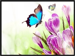 Motyl, Kwiaty, Krokusy