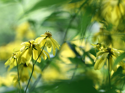 Kwiaty, Rudbekia naga, Żółte