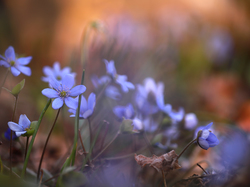 Niebieskie, Wiosenne, Przylaszczki, Kwiaty