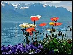 Kwiaty, Góry, Niebo, Jezioro