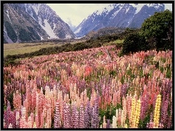 Kwiaty, Zelandia, Nowa, Góry
