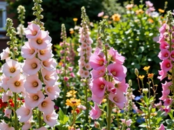 Malwy, Kwiaty, Ogród, Grafika AI