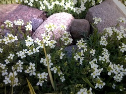 Kwiaty, Kamienie, Ogród, Białe