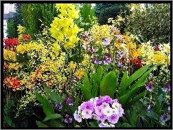 Kwiaty, Różne, Ogród, Kolorowe