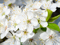 Kwiaty, Rozwinięte, Drzewo owocowe, Białe