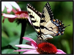 Kwiaty, Rozłożone, Motyl, Piękny, Skrzydła