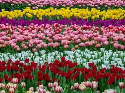 Kwiaty, Kolorowe, Pole, Tulipany