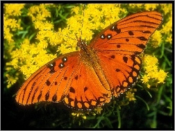 Kwiaty, Motyl, Pomarańczowy, Żółte