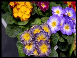 Kwiaty, Prymule