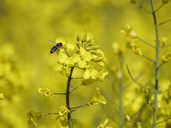 Kwiaty, Rzepak, Pszczoła
