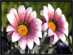 Rosy, Kwiaty, Krople