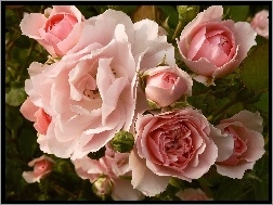 Róż, Kwiaty, Bukiet