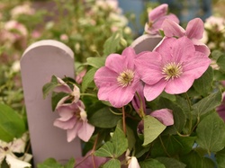 Kwiaty, Rozmyte, Tło, Clematis, Różowe, Płotek