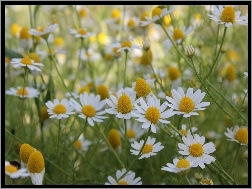 Kwiaty, Rumianku