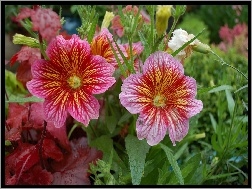 Kwiaty, Salpiglossis