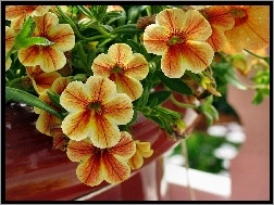 Kwiaty, Surfinia