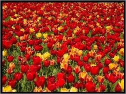 Tulipany, Kwiaty, Kolorowe