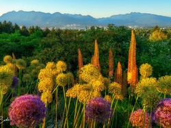 Kwiaty, Wzgórza, Park Królowej Elżbiety, Kanada, Kolumbia Brytyjska, Vancouver, Drzewa