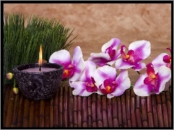 Świeca, Kwiaty, Orchidee