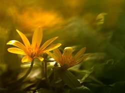 Kwiaty, Ziarnopłon Wiosenny, Żółte