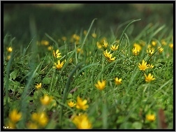 Kwiaty, Trawa, Ziarnopłon Wiosenny, Zółte