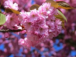 Kwiaty, Gałąź, Drzewo owocowe, Wiśnia japońska