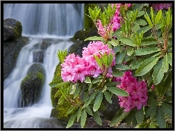 Wodospad, Kwiaty, Rododendrony
