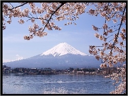 Kwitnące, Fuji, Japonia, Gałązki, Jezioro, Góra