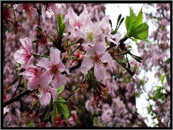 Wiosna, Kwitnące, Drzewo