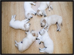 Labradory, Podłoga, Szczeniaki, Śpiące