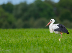 Łąka, Bocian, Trawa