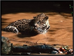 Jaguar, Woda, Kałuża