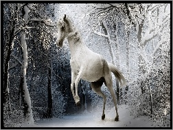 Las, Koń, Biały, Zima