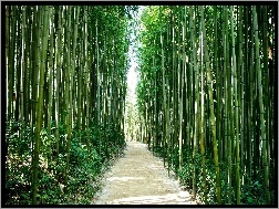 Ścieżka, Las, Bambusowy