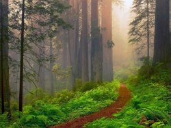Ścieżka, Las, Mgła
