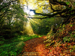 Słoneczne, Las, Przebijające światło, Gałęzie, Drzewa, Jesień, Ścieżka