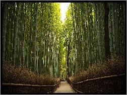 Las, Przez, Droga, Bambusowy